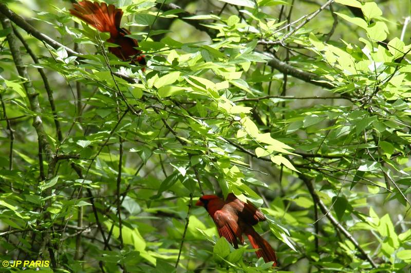 Cardinalis cardinalis